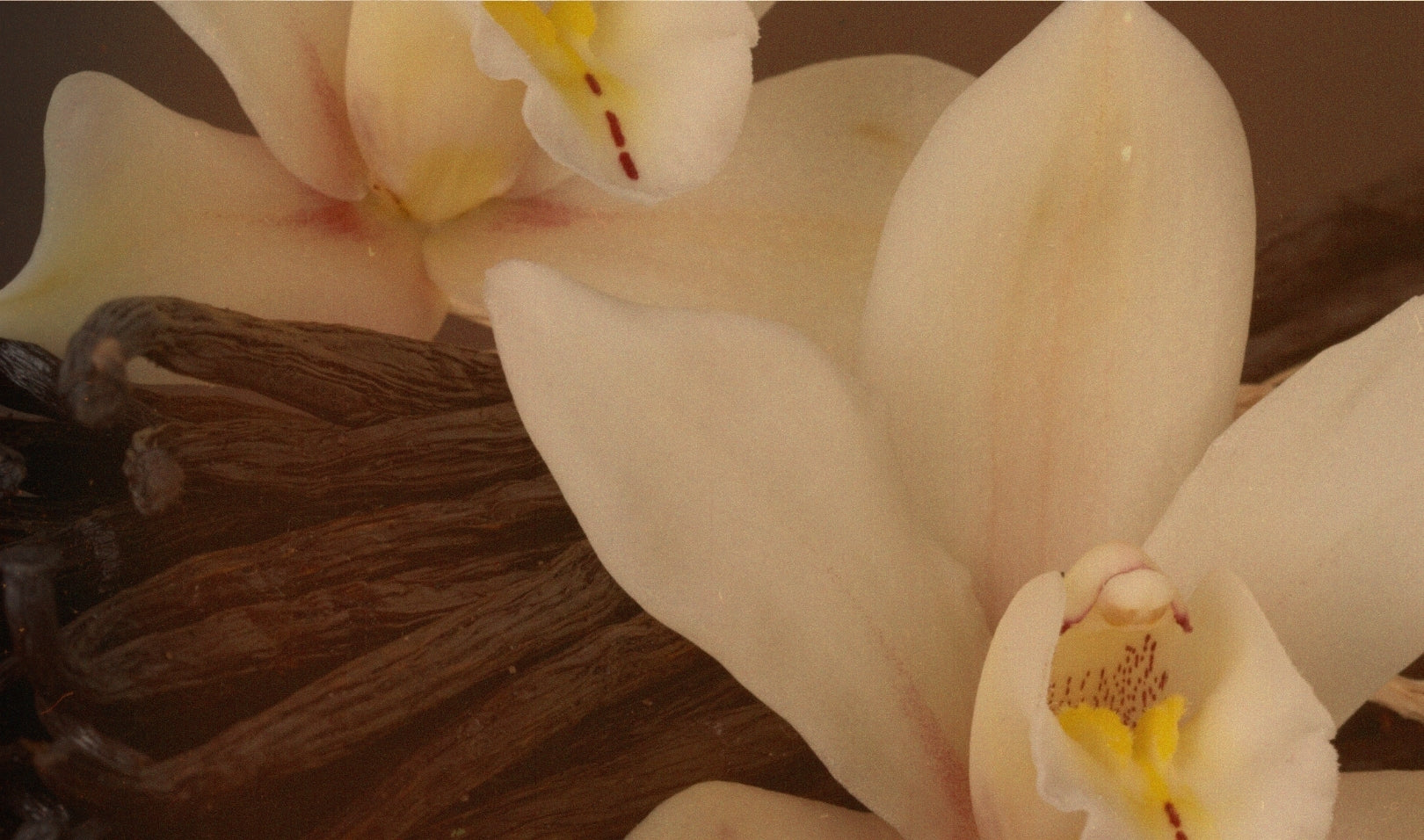 Delicate white flowers symbolizing Blake Brown's Sandalwood Vanille fragrance—a a sophisticated take on classic vanilla.