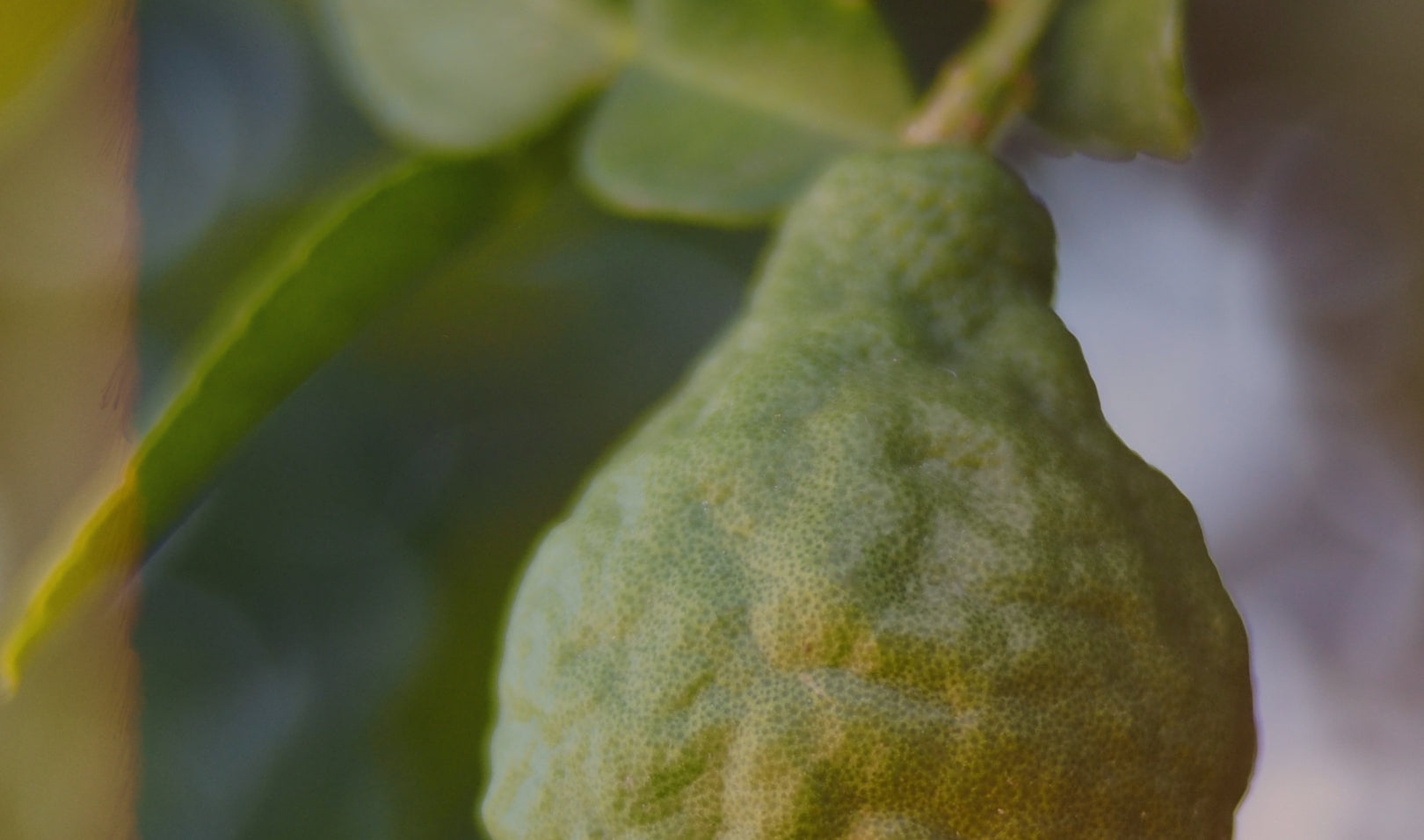 Close-up of a hanging bergamot fruit, hinting at the uplifting citrus notes in Blake Brown's Bergamot Woods Hair and Body Refresh Mist and haircare products.