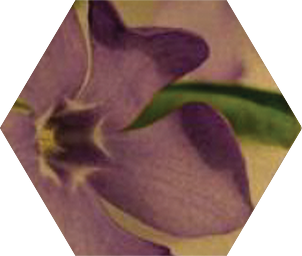 Violet, one of the middle notes in Blake Brown's Bergamot Woods fragrance—found in our Leave-In Potion.