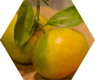 Bergamot, one of the top notes in Blake Brown's Bergamot Woods fragrance—found in our Leave-In Potion.