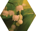 Lily of the Valley, one of the middle notes in Blake Brown's luxurious Wild Nectar Santal fragrance.
